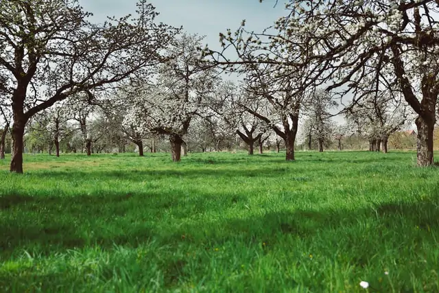 Champs de cerisiers