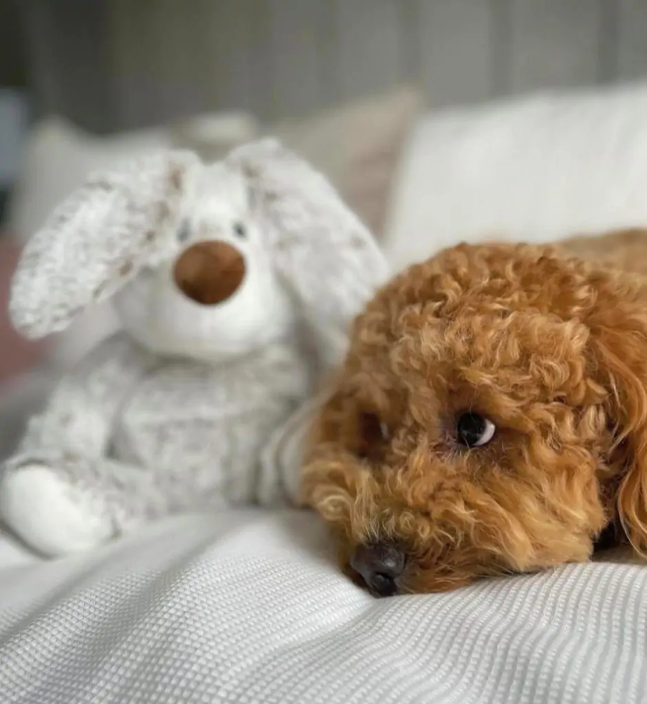 Les 3 façons de nettoyer les peluches de vos enfants